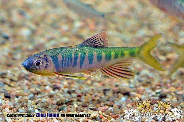 Opsariichthys evolans   (Jordan & Evermann, 1902)