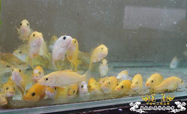 猜鱼，图片来自MFK