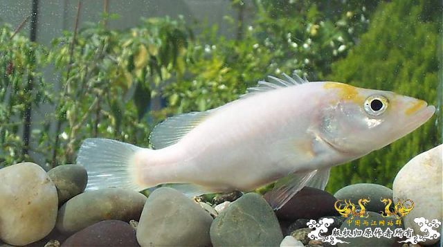 猜鱼，图片来自MFK