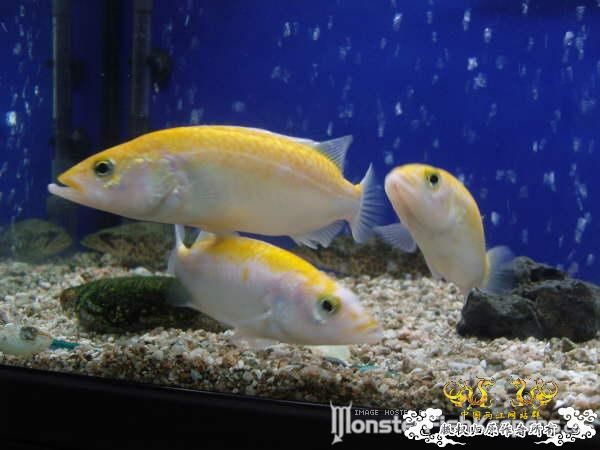 猜鱼，图片来自MFK