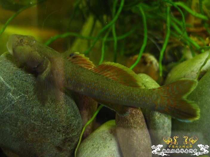 我的叉尾-----------不是斗