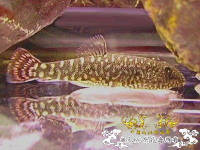 什么吸鳅？二