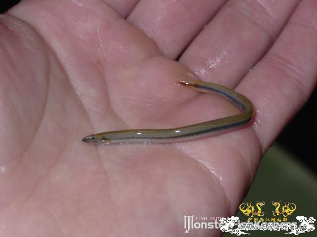 某鳅，某鲈，某虾虎，某鲤，某鳗【MFK】【灌水】