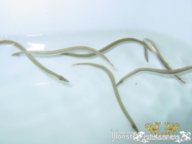 某鳅，某鲈，某虾虎，某鲤，某鳗【MFK】【灌水】