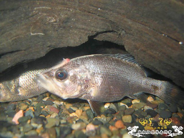 某鳅，某鲈，某虾虎，某鲤，某鳗【MFK】【灌水】