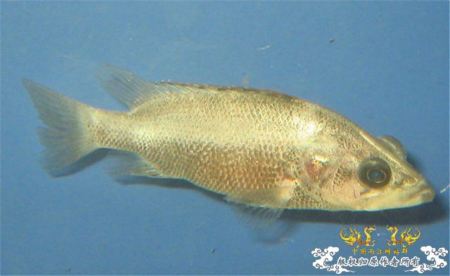 某鳅，某鲈，某虾虎，某鲤，某鳗【MFK】【灌水】