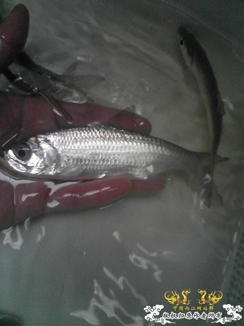 某鳅，某鲈，某虾虎，某鲤，某鳗【MFK】【灌水】