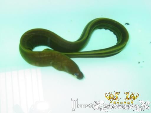 某鳅，某鲈，某虾虎，某鲤，某鳗【MFK】【灌水】