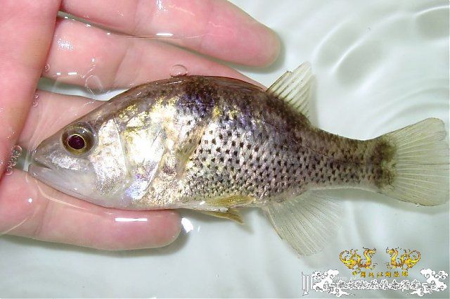 某鳅，某鲈，某虾虎，某鲤，某鳗【MFK】【灌水】