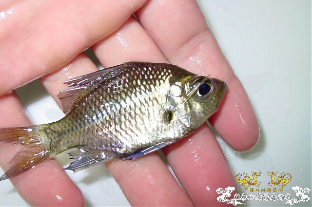 某鳅，某鲈，某虾虎，某鲤，某鳗【MFK】【灌水】