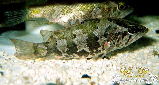 某鳅，某鲈，某虾虎，某鲤，某鳗【MFK】【灌水】