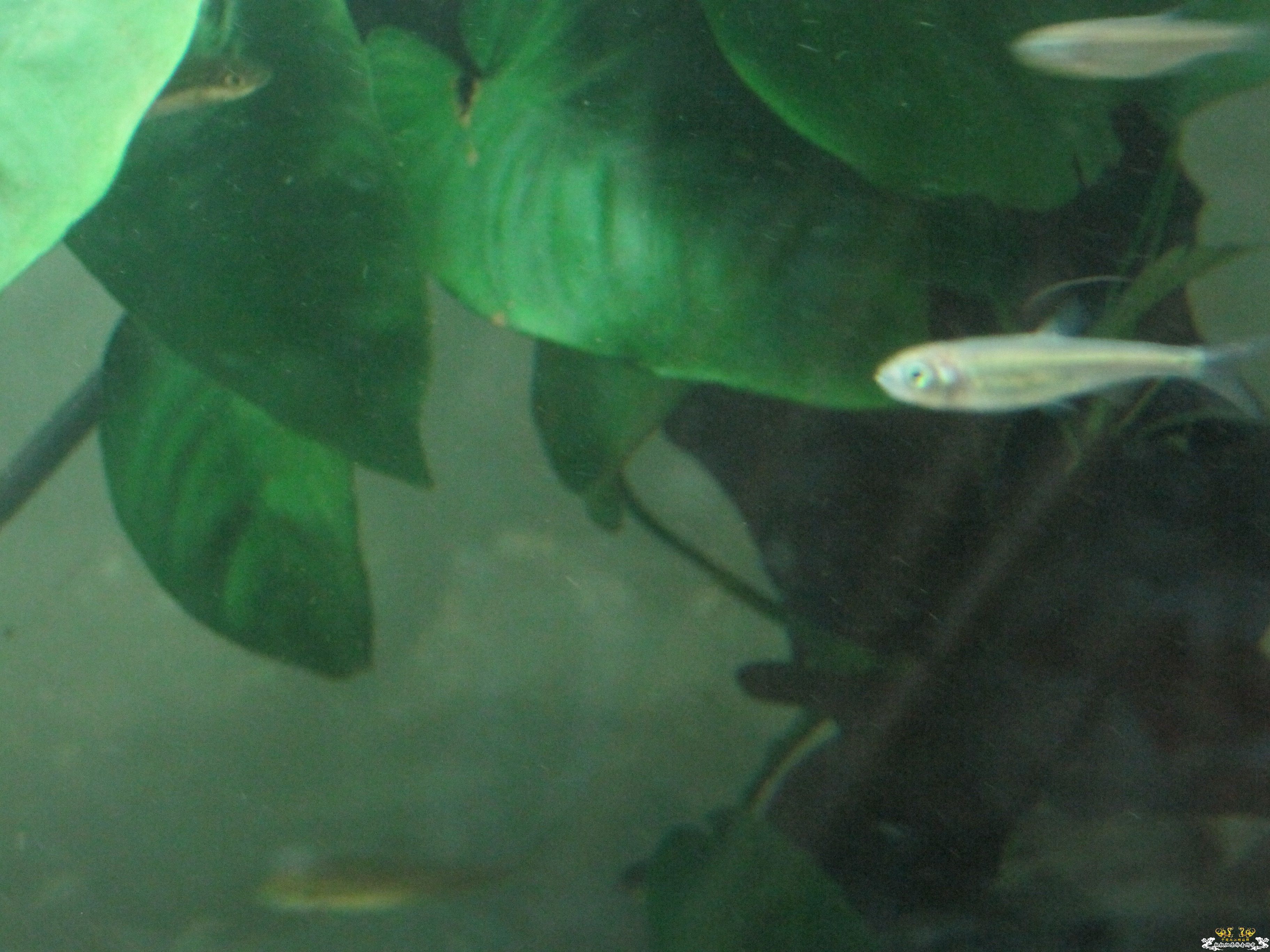 请帮忙看看这是什么鱼！！！！！！