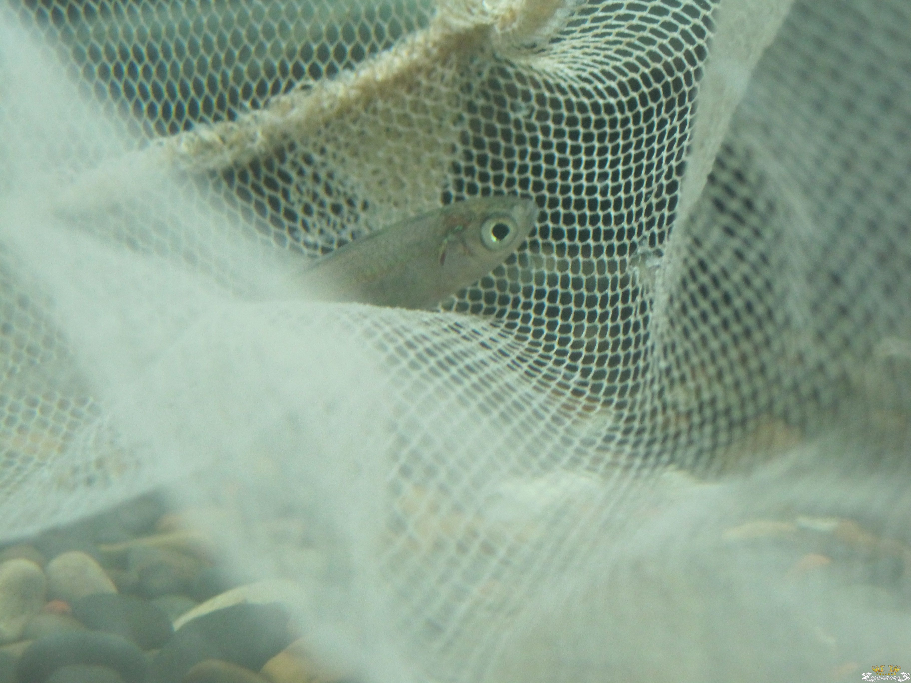 请帮忙看看这是什么鱼！！！！！！