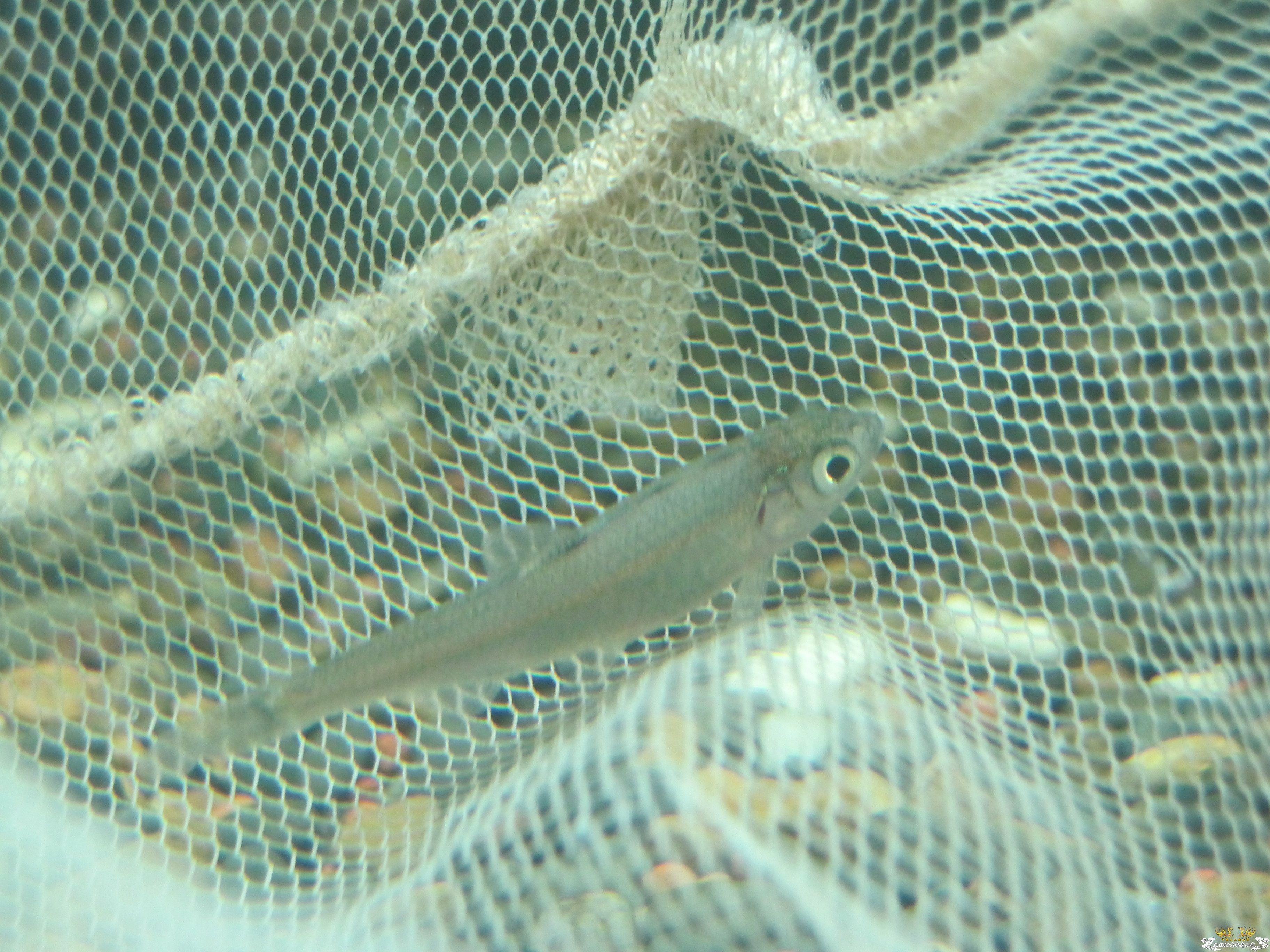 请帮忙看看这是什么鱼！！！！！！