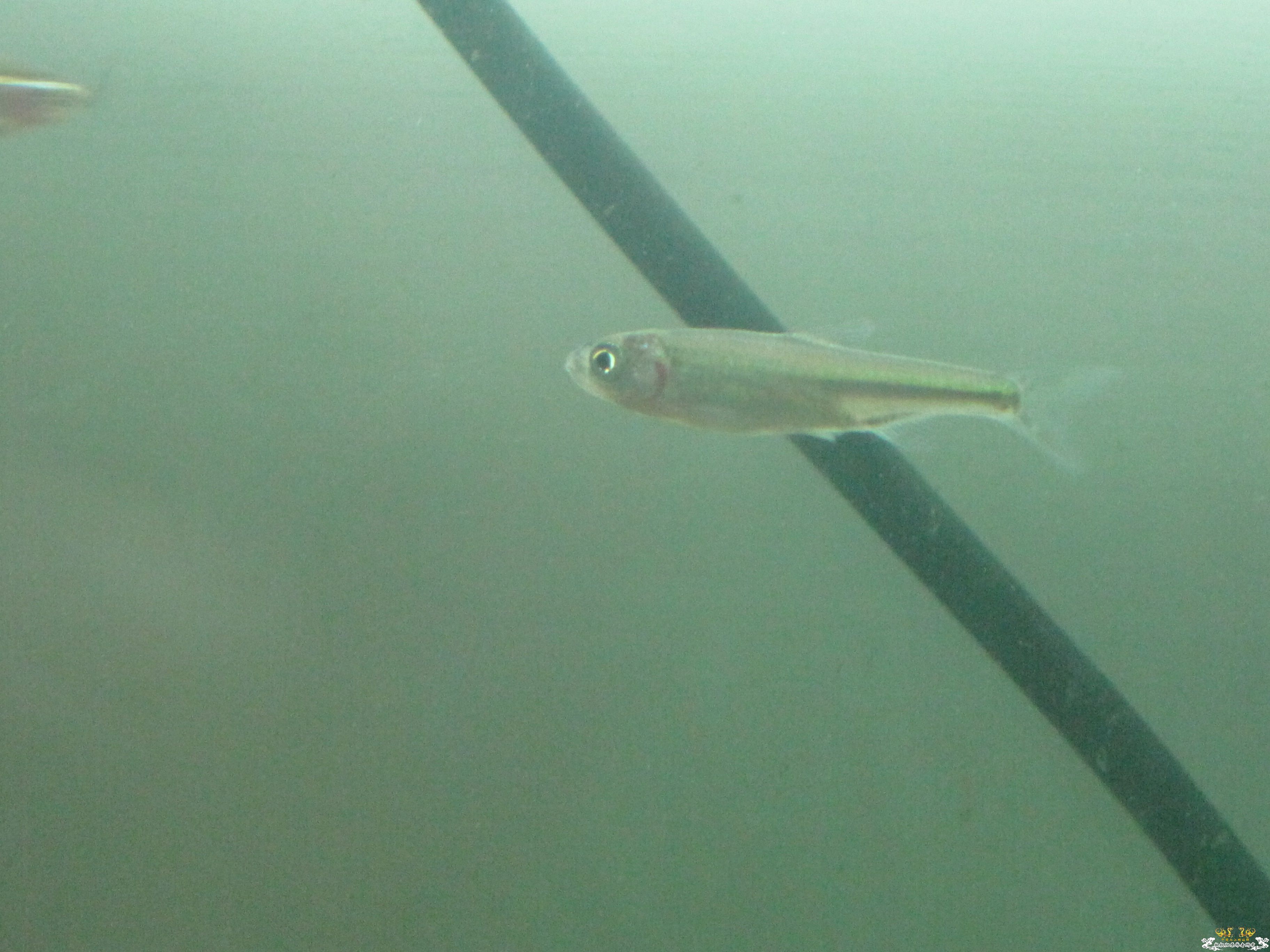 请帮忙看看这是什么鱼！！！！！！