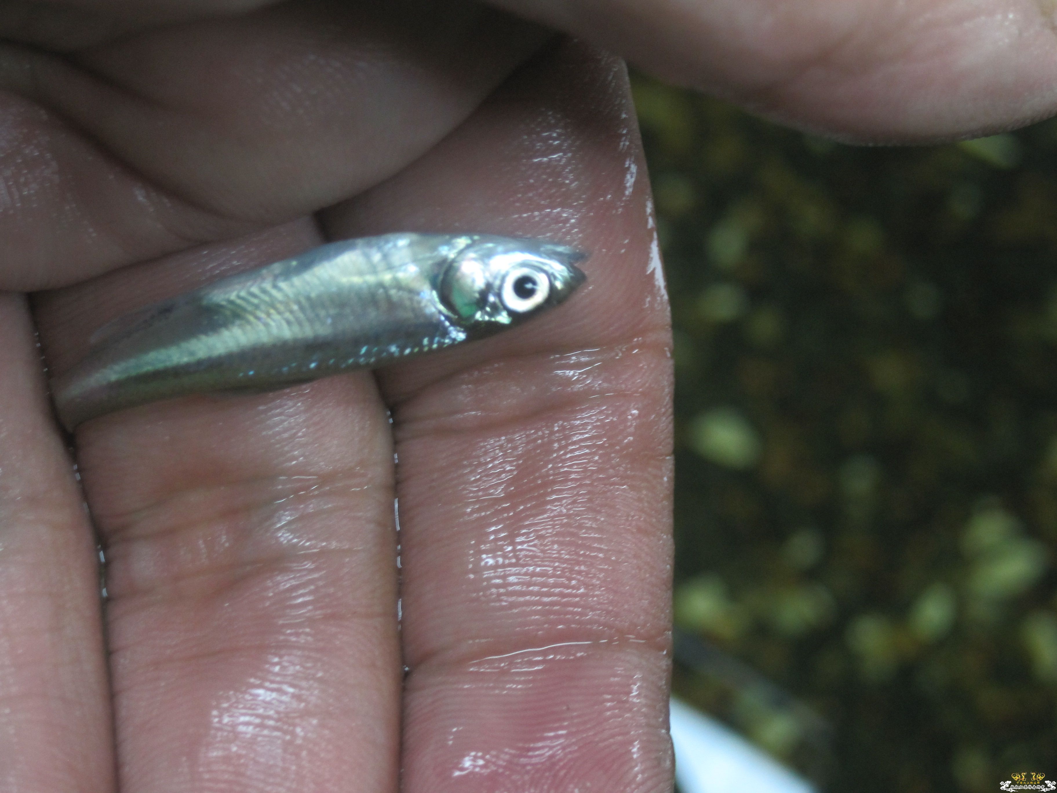 请帮忙看看这是什么鱼！！！！！！