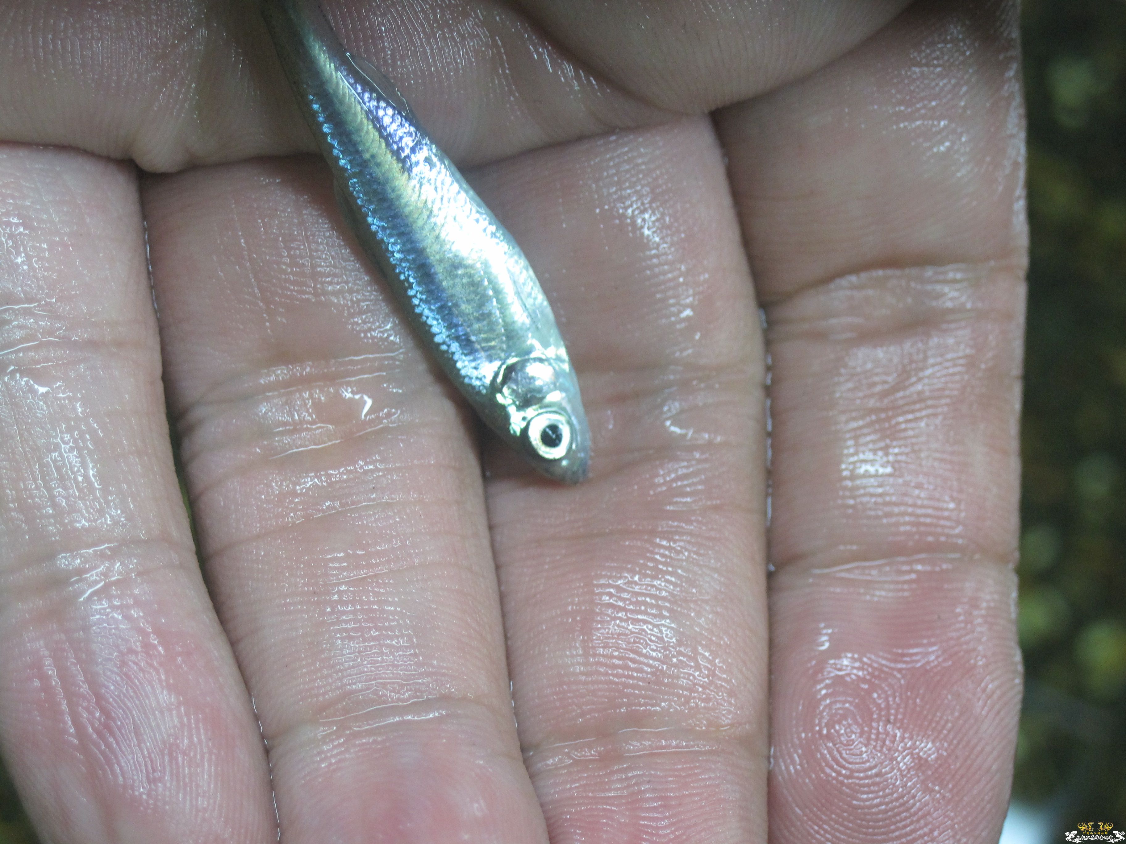 请帮忙看看这是什么鱼！！！！！！