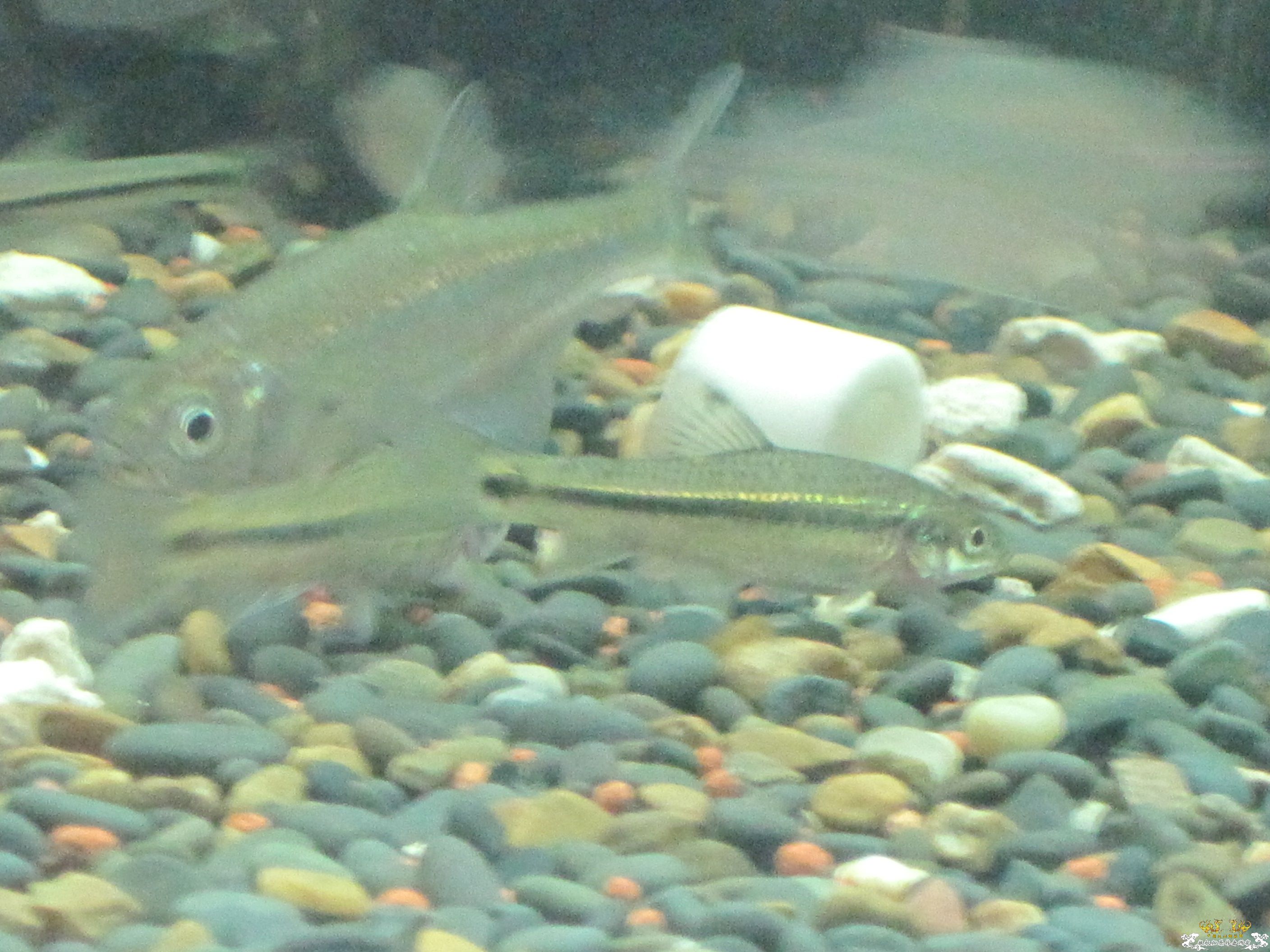 这是什么鱼啊！！！！！！