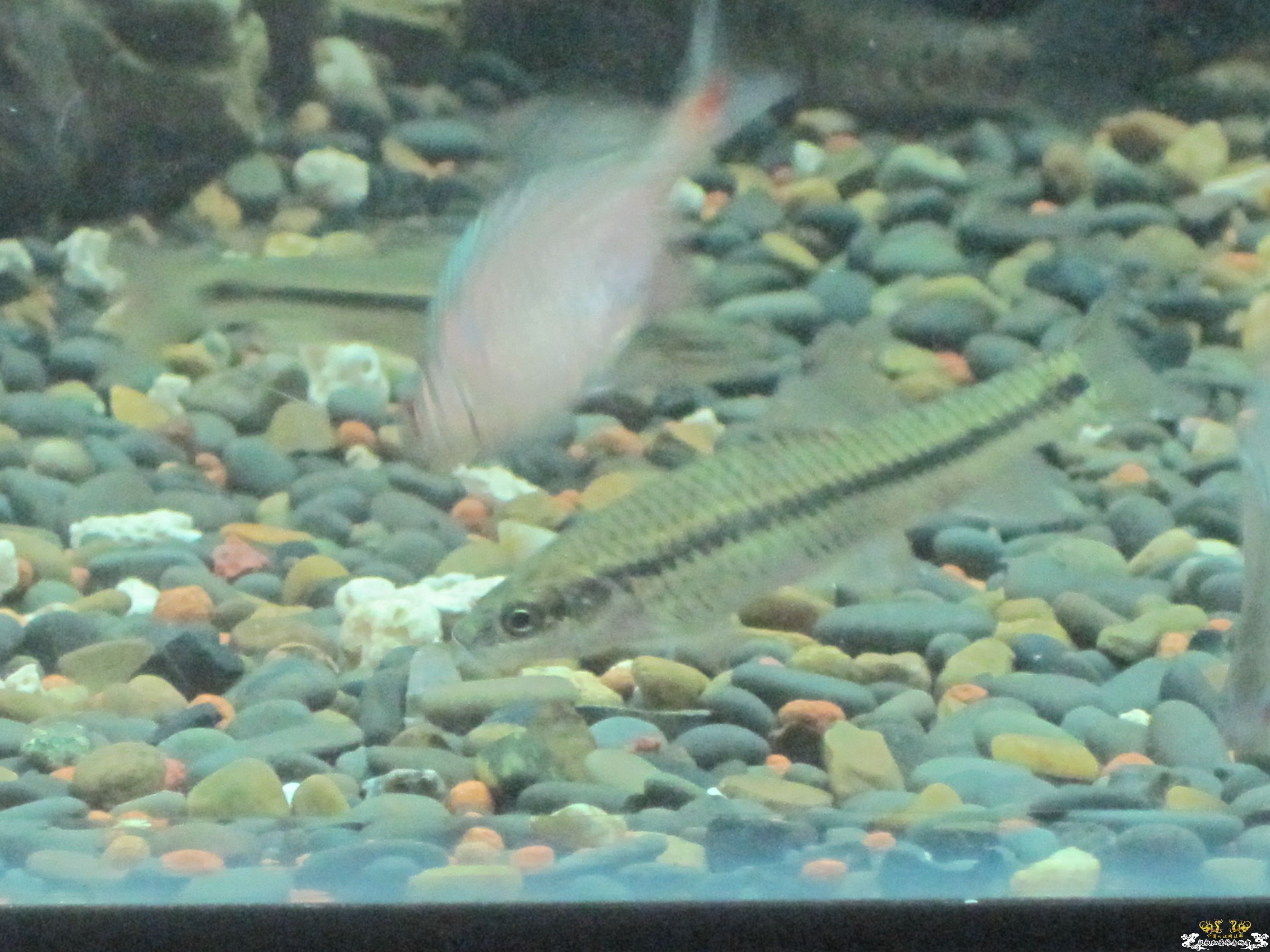 这是什么鱼啊！！！！！！