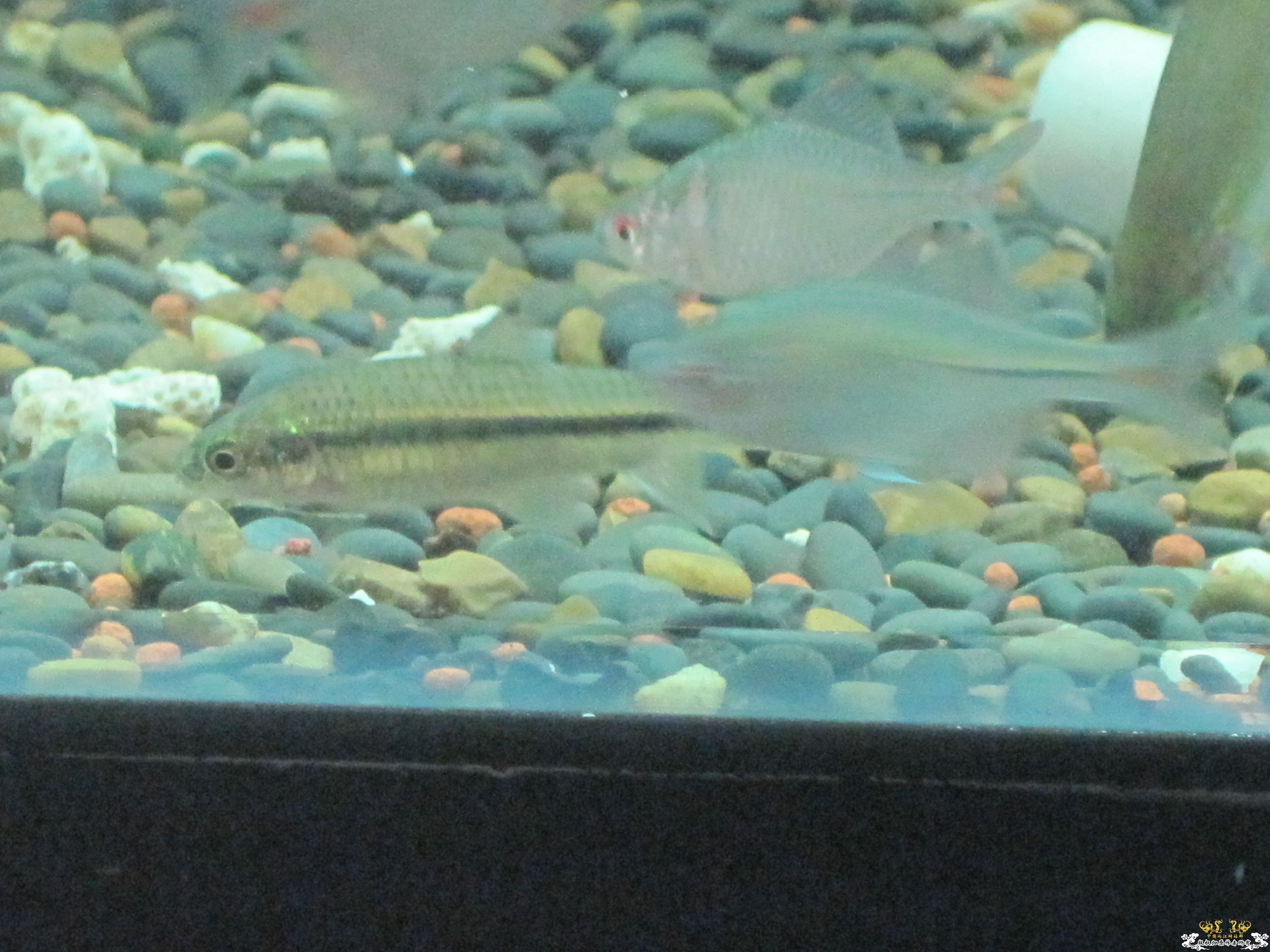 这是什么鱼啊！！！！！！