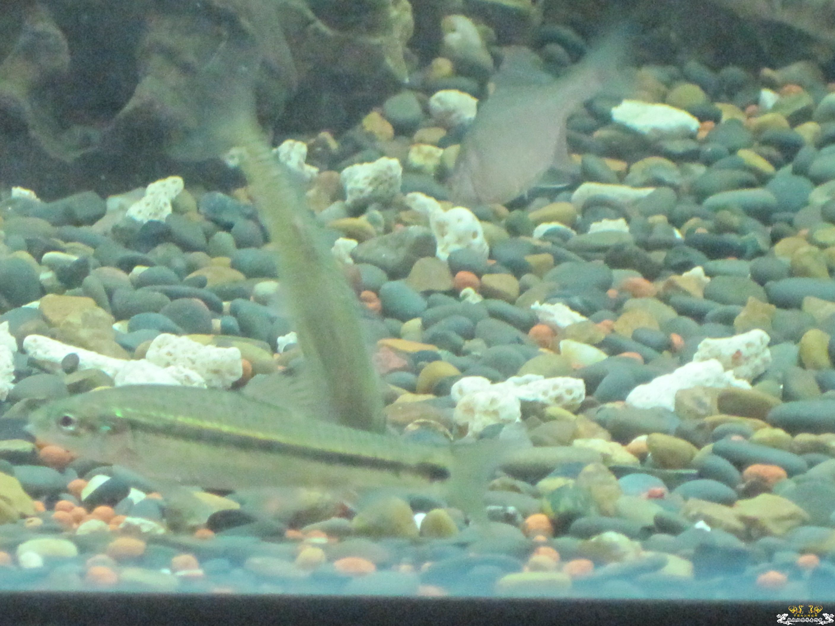 这是什么鱼啊！！！！！！