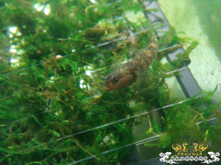 虾虎求鉴定