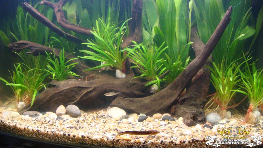 不常见的一种泥鳅　[12P]