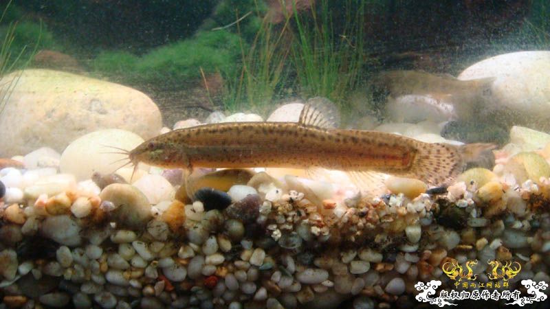 不常见的一种泥鳅　[12P]