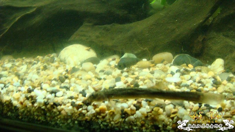 不常见的一种泥鳅　[12P]