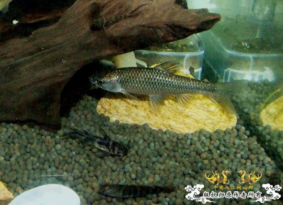 这是什么鱼啊？