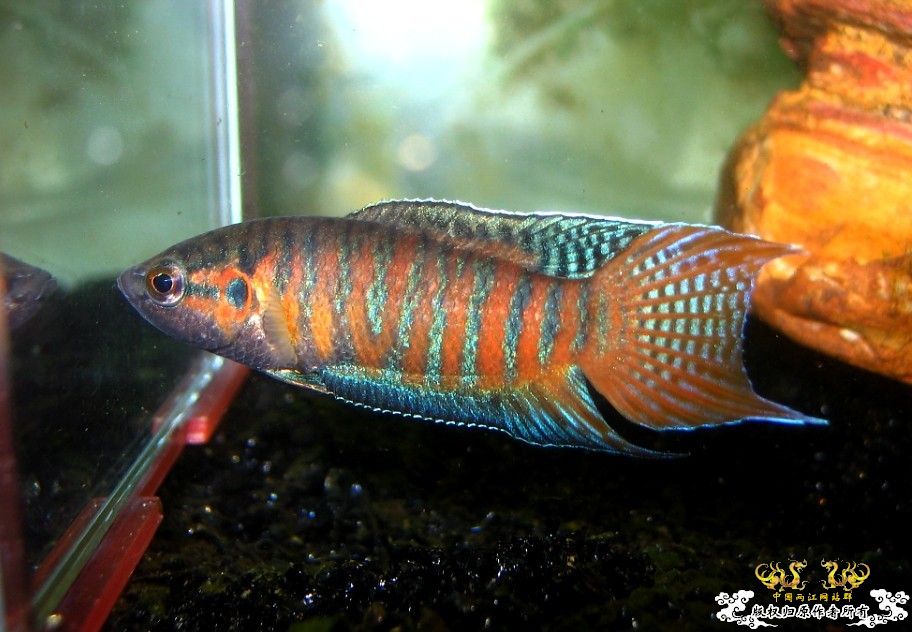 广西沿海的一条小普叉