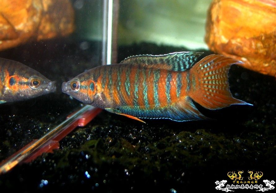 广西沿海的一条小普叉