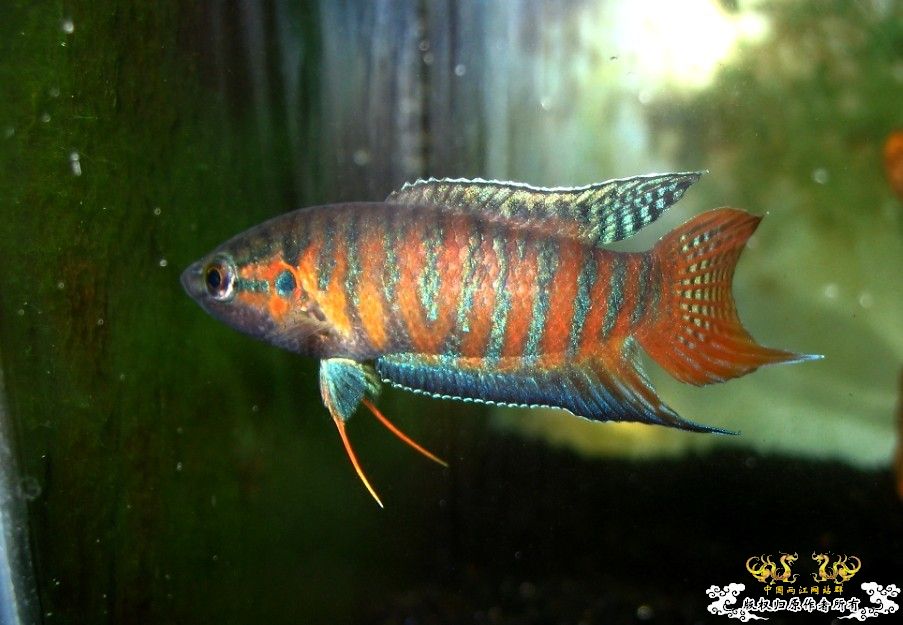 广西沿海的一条小普叉