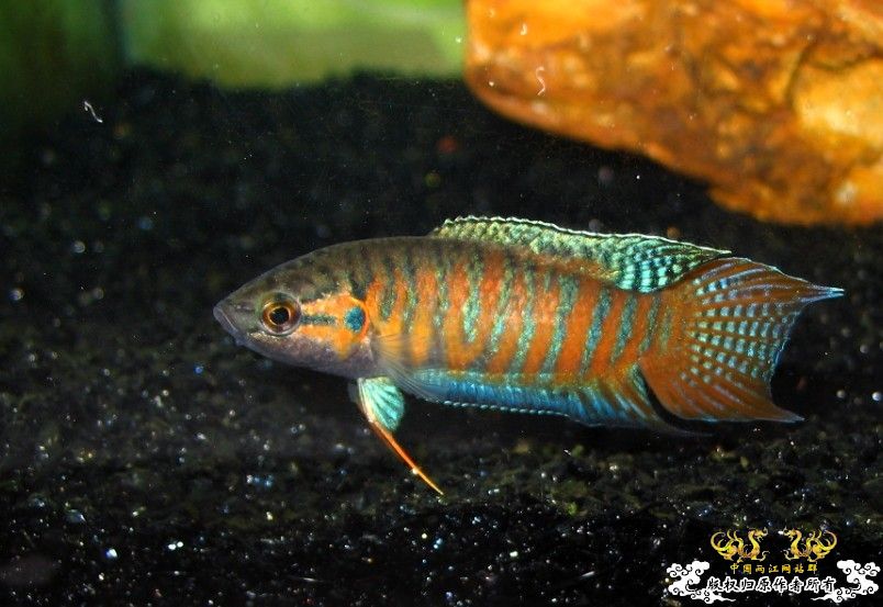 广西沿海的一条小普叉