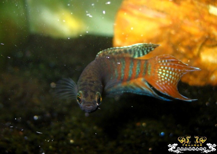 广西沿海的一条小普叉