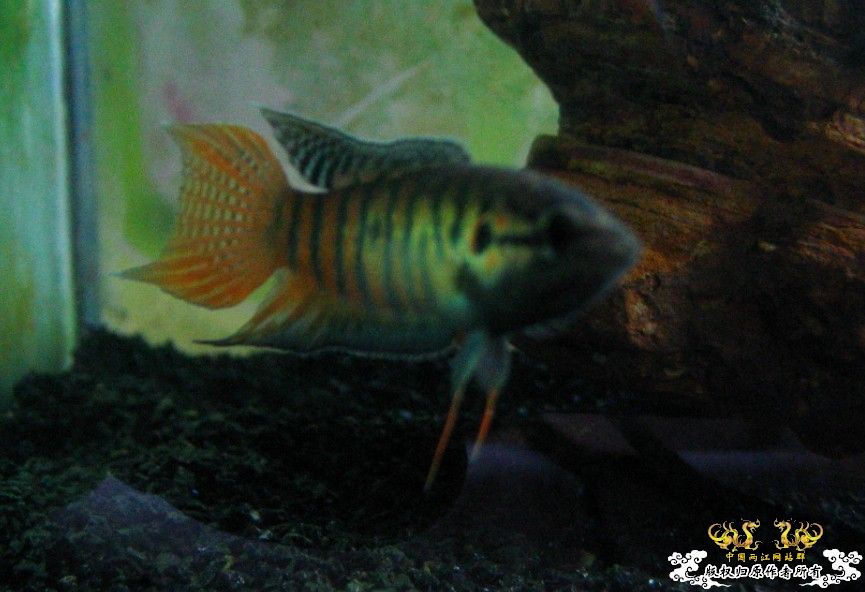 广西沿海的一条小普叉