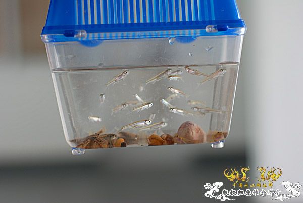 清清的河水悠悠的鱼——20090829CD野采