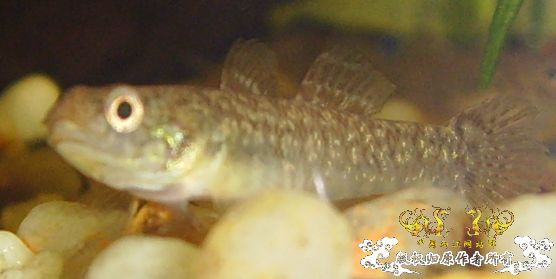 帮忙认虾虎