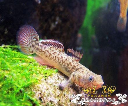 帮忙认虾虎