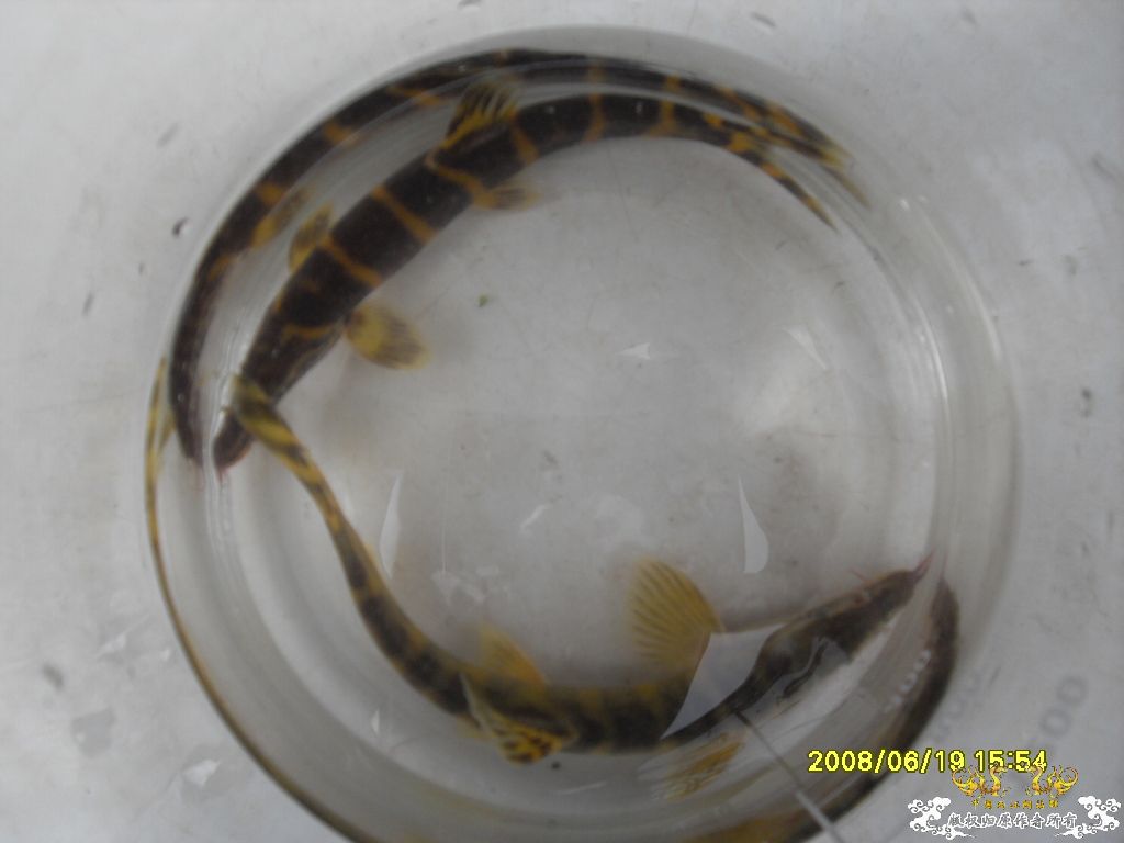 [求助]这是啥鱼