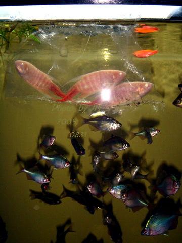 [原创]新购的白叉