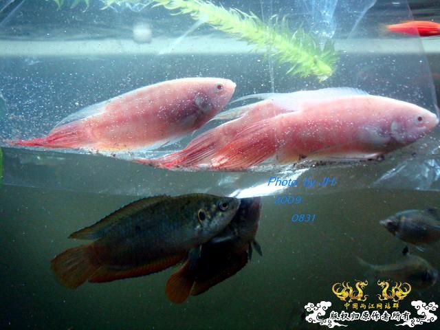 [原创]新购的白叉