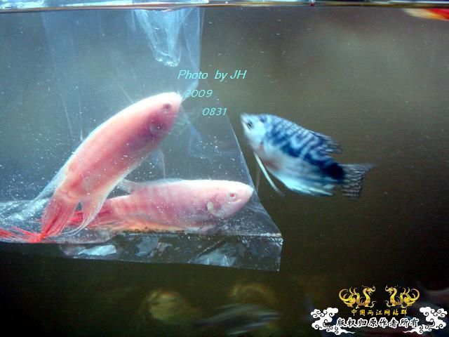 [原创]新购的白叉