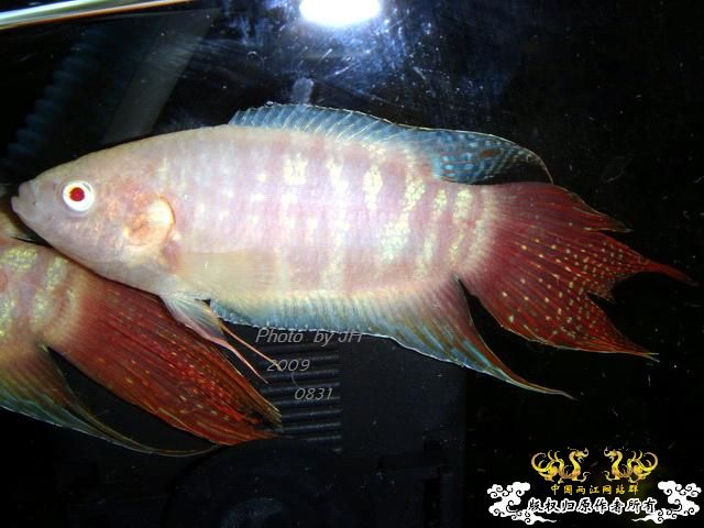 [原创]新购的白叉