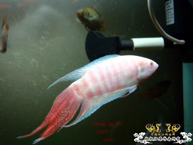 [原创]新购的白叉