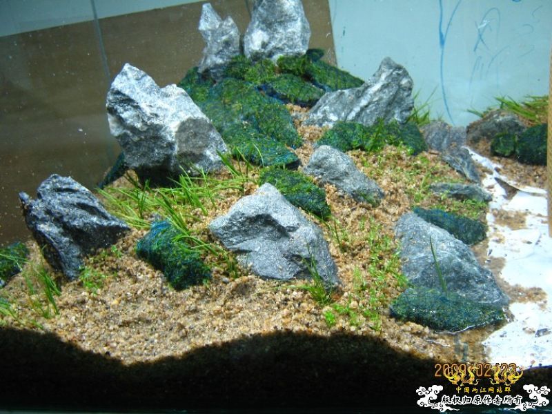 第二个原生缸 第二个原生缸