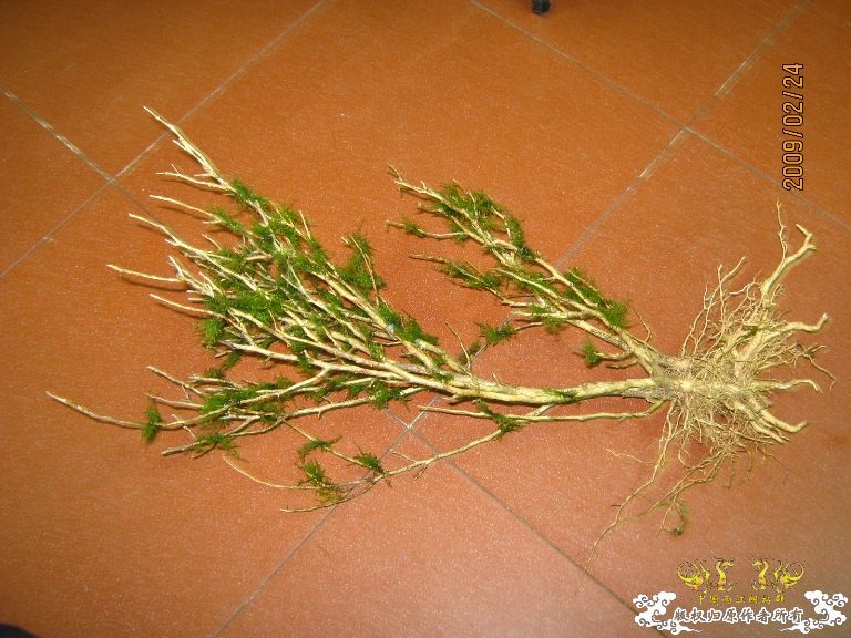 第二个原生缸 第二个原生缸