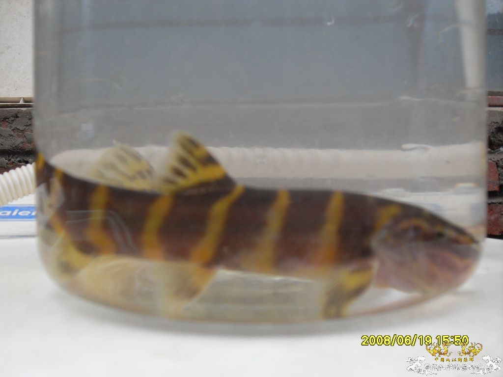 [求助]这是啥鱼