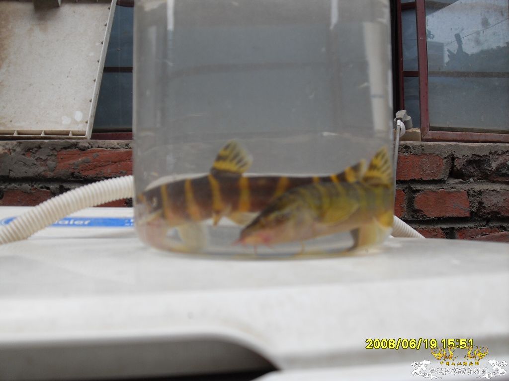 [求助]这是啥鱼