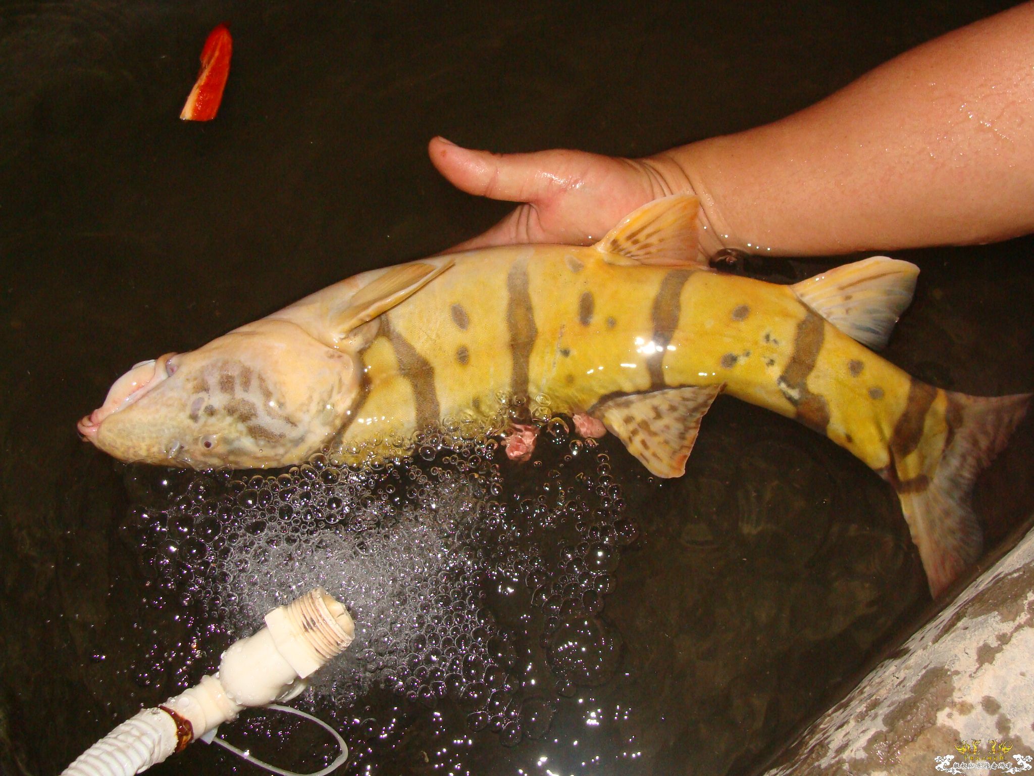 [求助]这是啥鱼